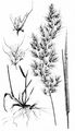 Yellow Oat-Grass - Trisetum flavescens (L.) P. Beauv.