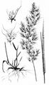 Wiesen-Goldhafer - Trisetum flavescens (L.) P. Beauv.
