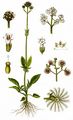 Sumpf-Baldrian - Valeriana dioica L.