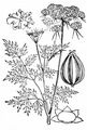 Fool's Parsley - Aethusa cynapium L.
