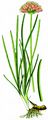 Kantiger Lauch - Allium angulosum L.