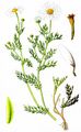 Corn Chamomile - Anthemis arvensis L.