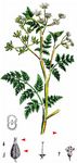 Hunds-Kerbel - Anthriscus caucalis M. Bieb. 