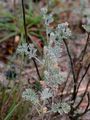 Strand-Beifuß - Artemisia maritima L.