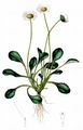Mehrjähriges Gänseblümchen - Bellis perennis L.