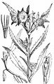 Nodding Bur-Marigold - Bidens cernuus L.