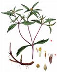Verwachsenblättriger Zweizahn - Bidens connatus Willd. 