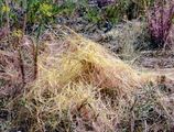 Dodder - Cuscuta epithymum (L.) L.