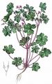Shining Crane's-Bill - Geranium lucidum L.