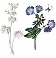 Wood Crane's-Bill - Geranium sylvaticum L.