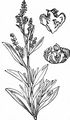 Sea-Purslane - Halimione portulacoides (L.) Aellen