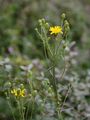 Doldiges Habichtskraut - Hieracium umbellatum L.