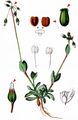 Jagged Chickweed - Holosteum umbellatum L.