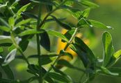 Echtes Johanniskraut - Hypericum perforatum L.