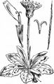 Spotted Cat's-Ear - Hypochaeris maculata L.