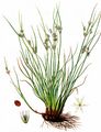 Slender Rush - Juncus tenuis Willd.