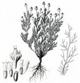 Strahlenlose Kamille - Matricaria discoidea DC.