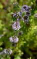 Pennyroyal - Mentha pulegium L.