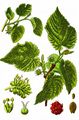 Black Mulberry - Morus nigra L.