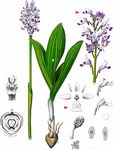 Helm-Knabenkraut - Orchis militaris L. 