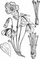Wood-Sorrel - Oxalis acetosella L.