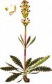 Karlszepter - Pedicularis sceptrum-carolinum L.