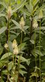 Ährige Teufelskralle - Phyteuma spicatum L.