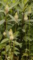 Spiked Rampion - Phyteuma spicatum L.