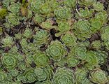 Saxifraga paniculata (Rispen-Steinbrech) - Blätter mit weißlichen Kalkdrüsen am Rand, die in Rosetten angeordnet sind