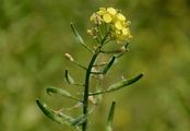 White Mustard - Sinapis alba L.