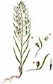 Meadow Bastard Toadflax - Thesium pyrenaicum Pourr.