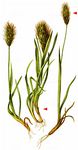Ähren-Goldhafer - Trisetum spicatum (L.) K. Richt. 