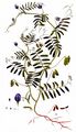 Hairy Tare - Vicia hirsuta (L.) Gray
