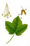 Frühlings-Ahorn - Acer opalus Mill. 