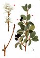 Saskatoon - Amelanchier alnifolia (Nutt.) M. Roem.
