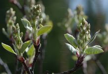Besen-Felsenbirne - Amelanchier spicata (Lam.) K. Koch 