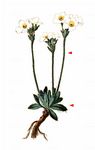 Stumpfblättriger Mannsschild - Androsace obtusifolia All. 