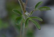 Einsel's Columbine - Aquilegia einseleana F. W. Schultz