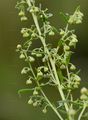 Estragon - Artemisia dracunculus L.