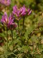 Esparsetten-Tragant - Astragalus onobrychis L.