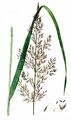 Wald-Reitgras - Calamagrostis arundinacea (L.) Roth