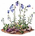 Fairy's-Thimble - Campanula cochleariifolia Lam.