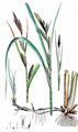 Ufer-Segge - Carex riparia Curtis