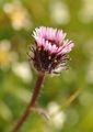 Einköpfiges Berufkraut - Erigeron uniflorus L.