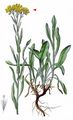 Strawflower - Helichrysum arenarium (L.) Moench
