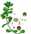 Water-Purslane - Lythrum portula (L.) D. A. Webb