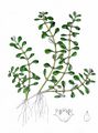 Water-Purslane - Lythrum portula (L.) D. A. Webb