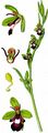 Fliegen-Ragwurz - Ophrys insectifera L.