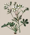 Stängel-Fingerkraut - Potentilla caulescens L.