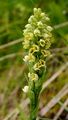 Weiße Höswurz - Pseudorchis albida (L.) Á. Löve & D. Löve